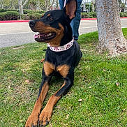 Luna is registered to the contest to win money with this photo: dog, grass, tree, sidewalk, person, jeans, collar, leash, outdoor, pet, happy, tongue_out, black_and_tan, canine, nature, park, summer, ears_up, resting, daytime