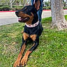 dog, grass, tree, sidewalk, person, jeans, collar, leash, outdoor, pet, happy, tongue_out, black_and_tan, canine, nature, park, summer, ears_up, resting, daytime