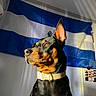 dog, doberman, pet, animal, indoor, flag, blue, white, collar, portrait, profile, ears, alert, wall, photography, domestic_animal, canine, shadow, light, background