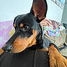 Luna joined the competition — help win amazing prizes! dog, doberman, pet, close_up, ear, resting, couch, blanket, indoor, wall_art, painting, furniture, animal, brown, black, canine, portrait, companion, relaxed, household