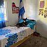 Luna joined the competition — help win amazing prizes! dog, bed, quilt, pillow, room, window, curtain, flag, poster, wall, photographs, note, carpet, furniture, indoor, resting, pet, blue, white, brown