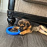 Estrella is registered to the contest to win money with this photo: puppy, dog, toy, blue, floor, wooden_floor, couch, furniture, indoor, pet, young_dog, brown, black, chewing, playing, cute, small, animal, canine, resting