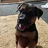 Estrella joined the competition — help win amazing prizes! puppy, dog, pet, animal, canine, young, cute, smiling, tongue_out, indoor, wooden_floor, black_and_tan, fur, ears, face, eyes, hand, human, background, floor