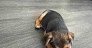 Estrella is registered to the contest to win money with this photo: puppy, dog, toy, blue, floor, wooden_floor, indoor, furniture, couch, chair, pet, playing, cute, animal, young_dog, brown, black, home, relaxing, chewing