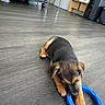 animal, black, blue, brown, chair, chewing, couch, cute, dog, floor, furniture, home, indoor, pet, playing, puppy, relaxing, toy, wooden_floor, young_dog
