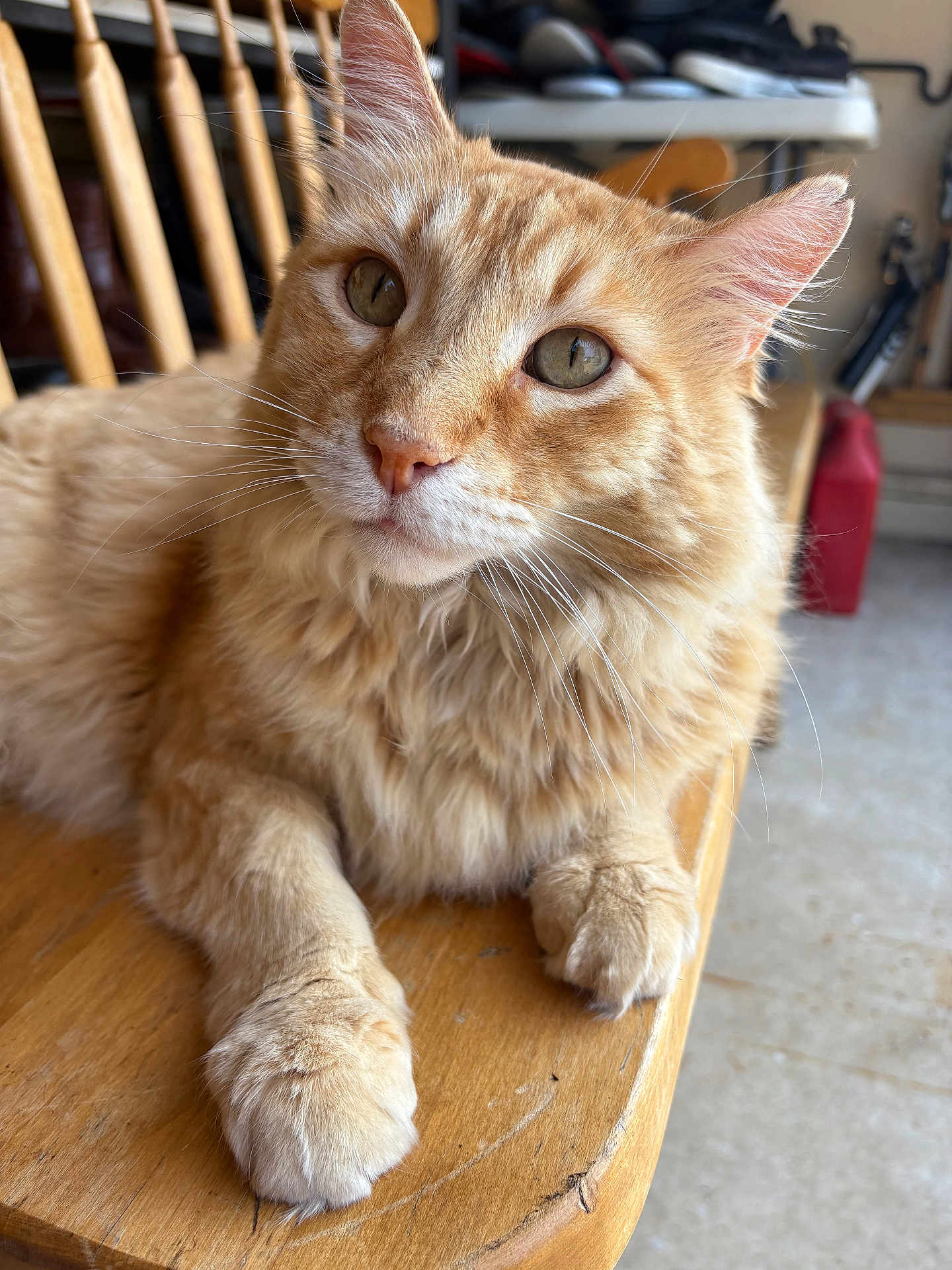 Freddy