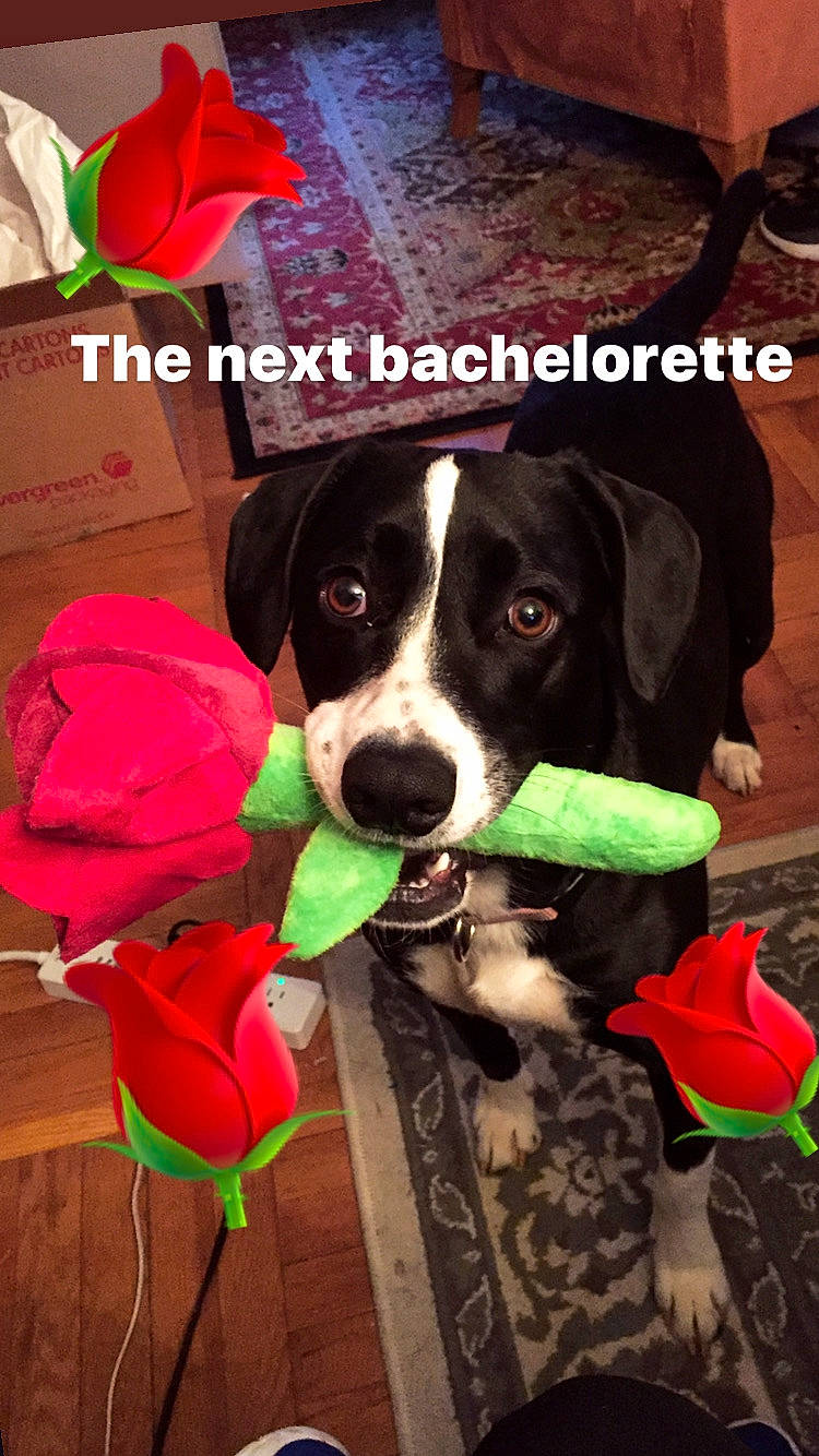 Carmel is registered to the contest to win money with this photo: carnivore, collar, companion_dog, dog, dog_breed, dog_collar, dog_supply, fawn, flower, happy, mammal, pet_supply, petal, pink, plant, red, rose, snout, sporting_group, working_animal