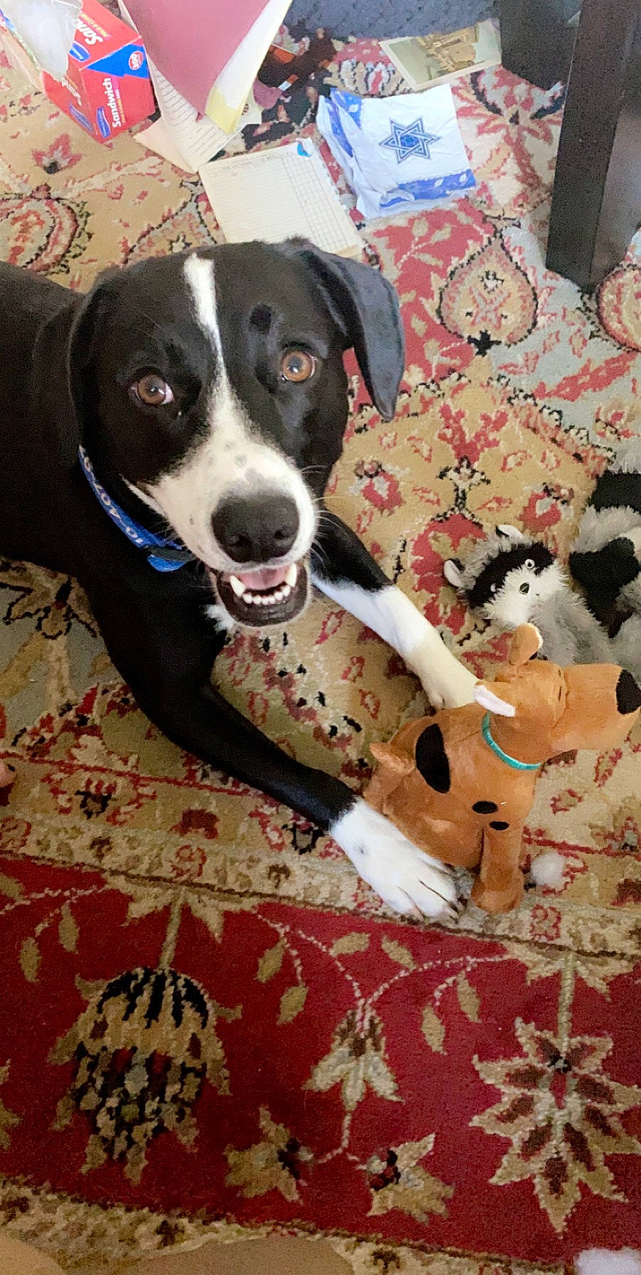 Carmel is registered to the contest to win money with this photo: canidae, carnivore, collar, comfort, companion_dog, dog, dog_breed, dog_collar, dog_supply, fawn, flooring, fur, guard_dog, linens, non_sporting_group, pattern, pet_supply, sporting_group, working_animal, working_dog