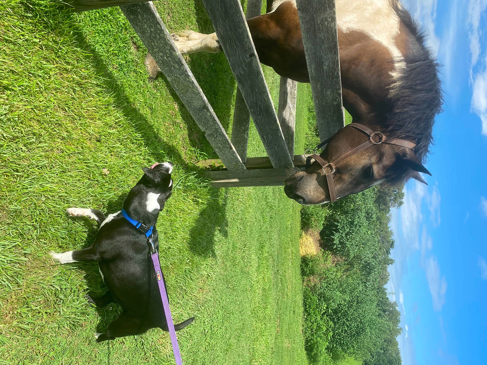 Carmel joined the competition — help win amazing prizes! canidae, carnivore, cloud, collar, companion_dog, dog, dog_breed, grass, green, horse, leash, liver, pet_supply, plant, sky, sporting_group, tail, tree, vertebrate, working_animal