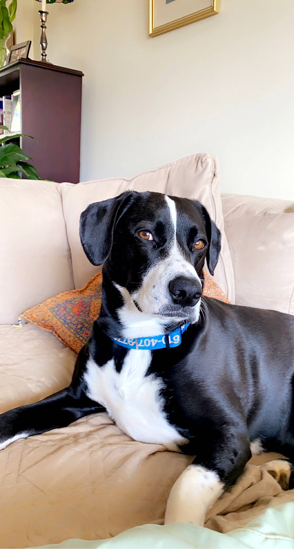 Carmel joined the competition — help win amazing prizes! canidae, carnivore, collar, comfort, companion_dog, couch, dog, dog_breed, dog_collar, dog_supply, fawn, great_dane, houseplant, plant, sitting, snout, sporting_group, whiskers, working_animal, working_dog