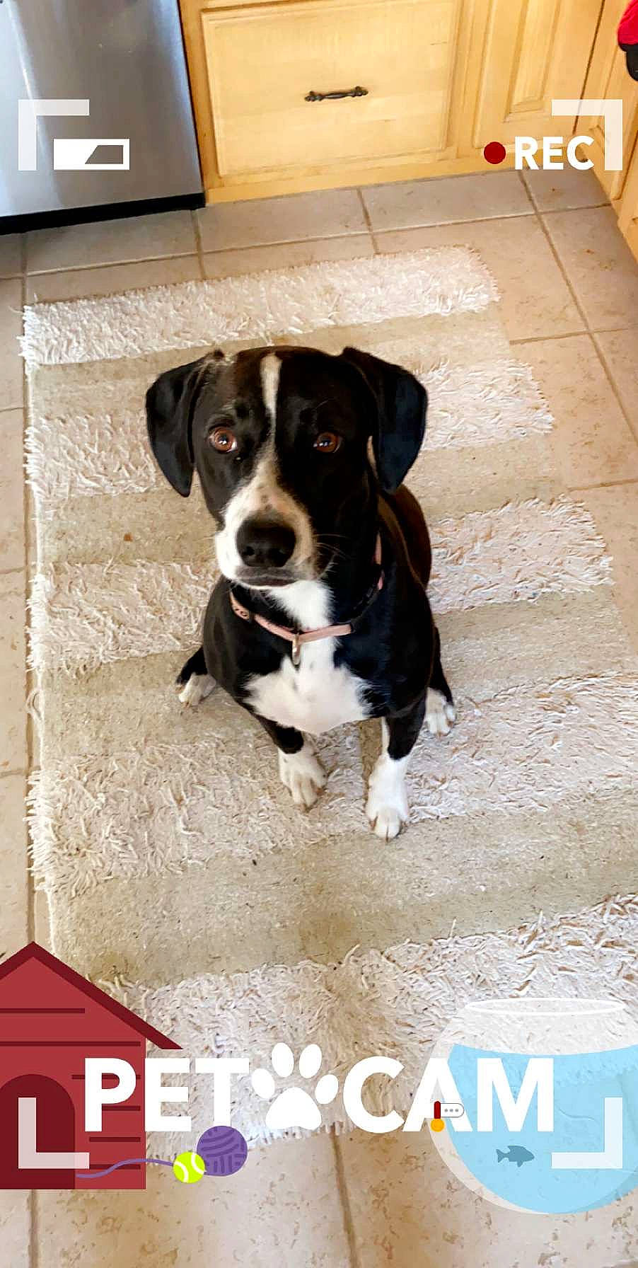 Carmel is registered to the contest to win money with this photo: advertising, ball, canidae, carnivore, companion_dog, dog, dog_breed, flooring, font, hunting_dog, logo, paw, photo_caption, rectangle, snout, sporting_group, tail, whiskers, working_animal, working_dog