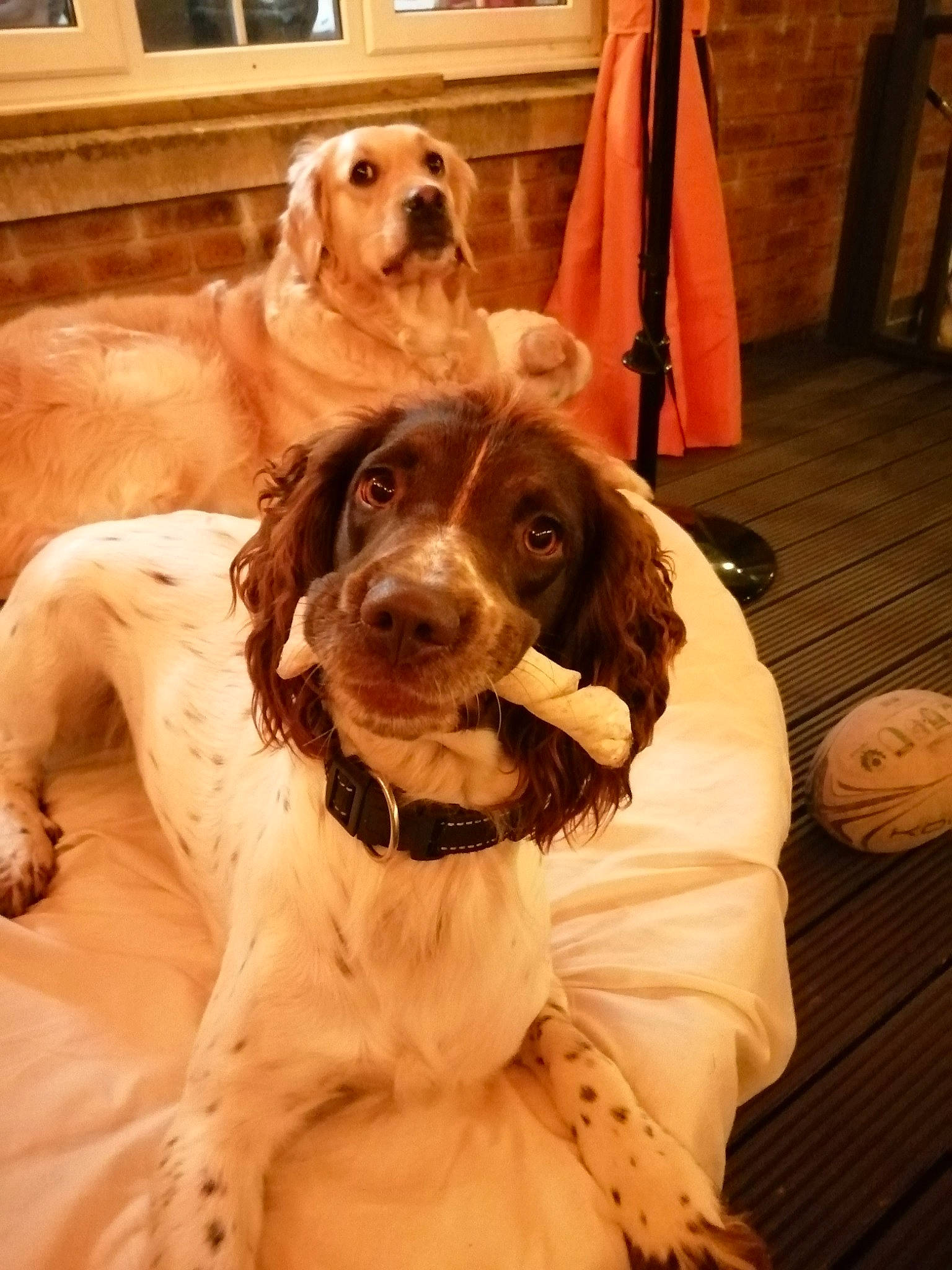 The Gruesome Twosome joined the competition — help win amazing prizes! carnivore, chair, cocker_spaniel, collar, companion_dog, dog, dog_breed, dog_collar, door, fawn, flooring, fur, gun_dog, happy, leash, liver, snout, spaniel, wood, working_animal