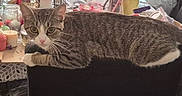 Kittymonkeybabi is registered to the contest to win money with this photo: animal, black_ottoman, cat, clutter, cups, ears, eyes, feline, fur, jars, lounging, lying_down, paws, pet, portrait, striped_fur, tabby, table, whiskers, white_cat
