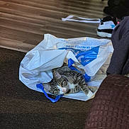 Kittymonkeybabi joined the competition — help win amazing prizes! animal, carpet, cat, eyes, face, household_items, indoor, kitten, living_room, lying_down, pet, pink_nose, plastic_bag, shopping_bag, sofa, striped_fur, tabby, whiskers, white_fur, wood_floor