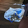 animal, carpet, cat, eyes, face, household_items, indoor, kitten, living_room, lying_down, pet, pink_nose, plastic_bag, shopping_bag, sofa, striped_fur, tabby, whiskers, white_fur, wood_floor