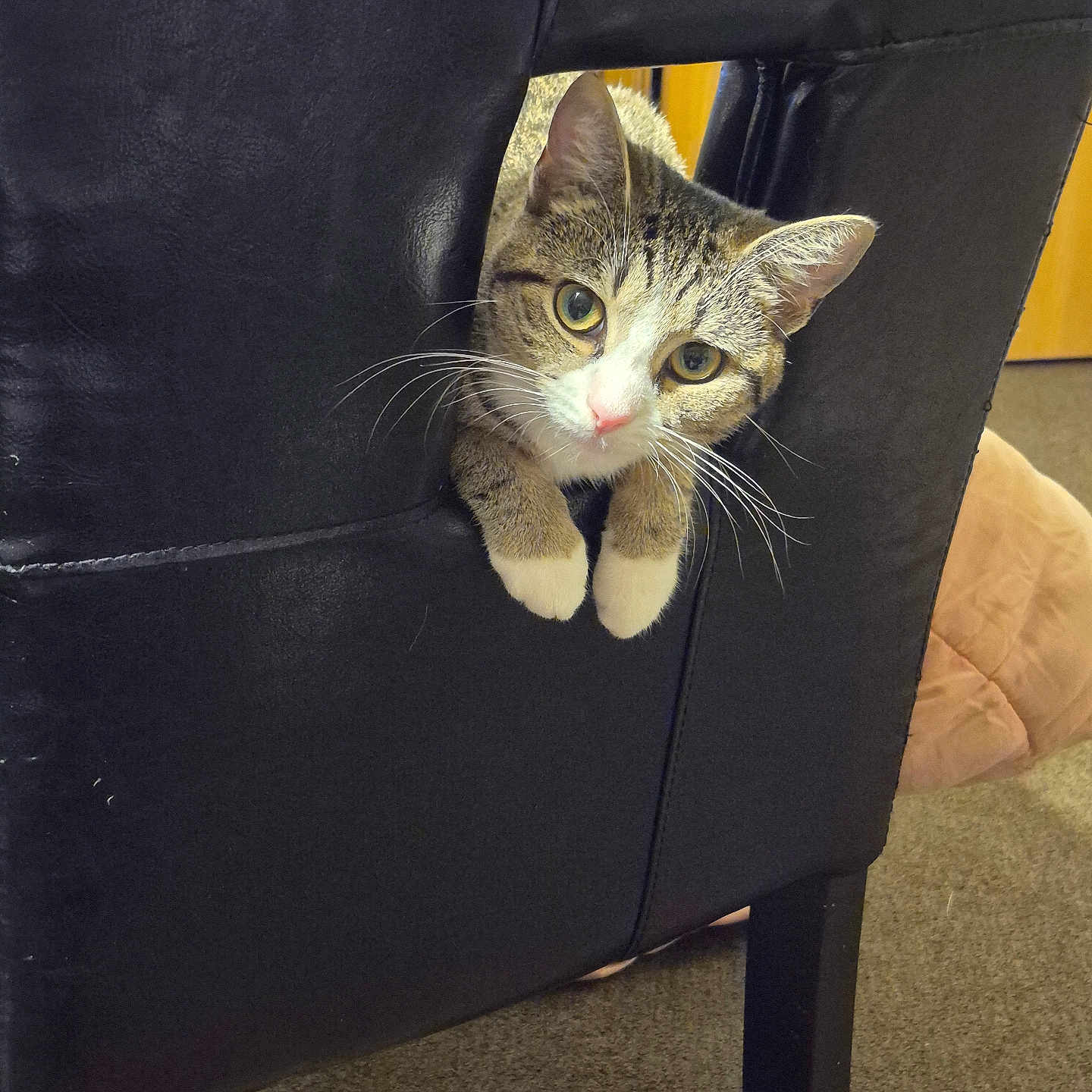 Kittymonkeybabi