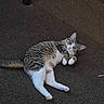 Kittymonkeybabi is registered to the contest to win money with this photo: animal, candid_photo, carpet, cat, ears, feline, floor, home, indoors, long_tail, looking_at_camera, lying_down, pet, pink_nose, relaxed, striped_fur, tabby, whiskers, white_fur, white_paws
