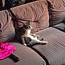 Kittymonkeybabi joined the competition — help win amazing prizes! animal, cat, chairs, couch, cushions, ears, fur, indoors, living_room, lounging, pet, pink_fabric, relaxed, remote_control, sitting, sofa, stretched_legs, tabby_cat, whiskers, white_paws