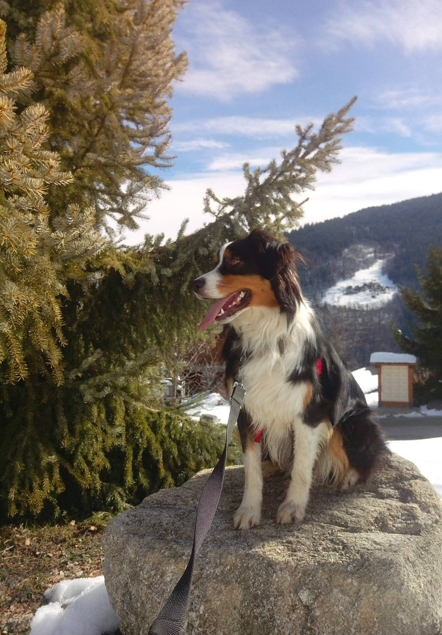 Ollie participe au concours pour gagner de l'argent avec cette photo : canidae, carnivore, cloud, companion_dog, dog, dog_breed, eyewear, fawn, fur, landscape, landseer, leisure, plant, sky, snares_penguin, snow, spaniel, sporting_group, tail, tree
