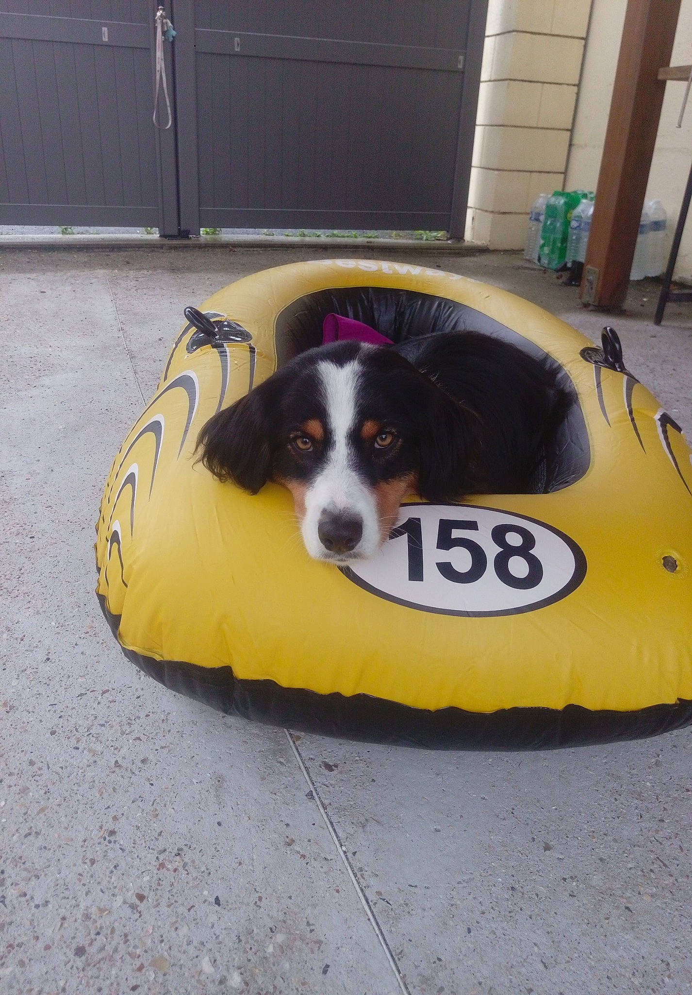 Ollie participe au concours pour gagner de l'argent avec cette photo : advertising, automotive_exterior, bumper, canidae, carnivore, cavalier_king_charles_spaniel, companion_dog, dog, dog_breed, dog_supply, door, flooring, herding_dog, paw, pet_supply, snout, sporting_group, sports_toy, terrestrial_animal, working_dog