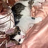 kitten, cat, pet, animal, feline, sleeping, resting, cute, young, small, fur, whiskers, ears, eyes, blanket, pink, silk, soft, cozy, indoor