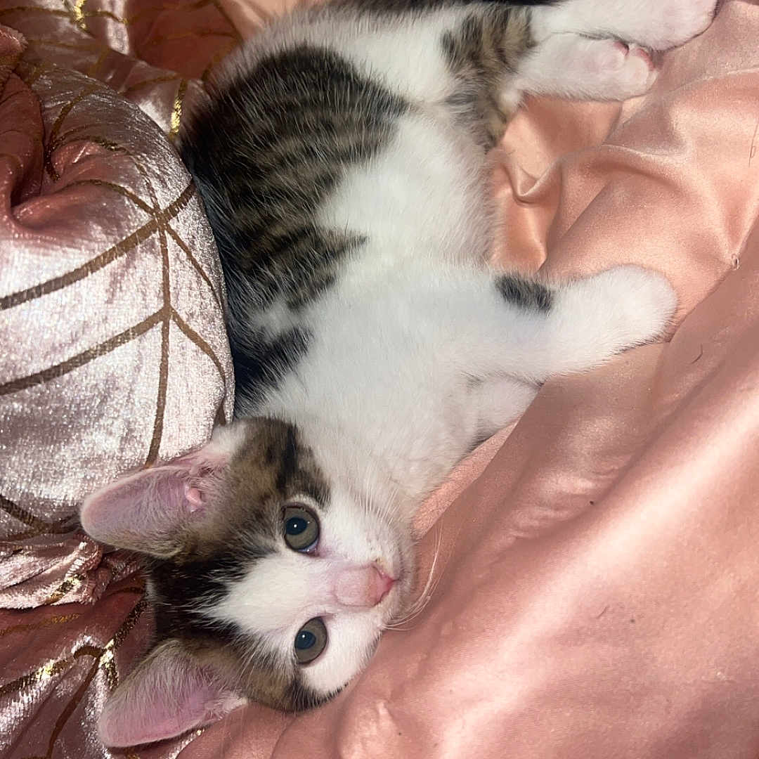 Arya