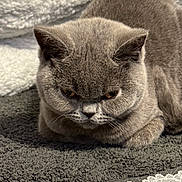 Hope joined the competition — help win amazing prizes! abyssinian, angora, animal, blanket, cat, gray, homedecor, kitten, linen, manx, person, pet, quilt, rug, siamese, sleeping, snout, towel