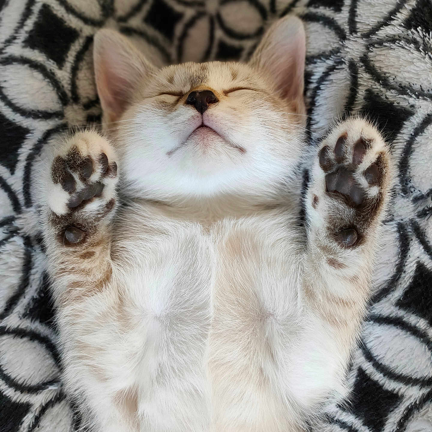 Seïka participe au concours pour gagner de l'argent avec cette photo : abyssinian, animal, blanket, bodypart, cat, claw, computerhardware, electronics, hardware, homedecor, hook, kitten, manx, mouth, person, pet, rabbit, siamese, sleeping, tiger