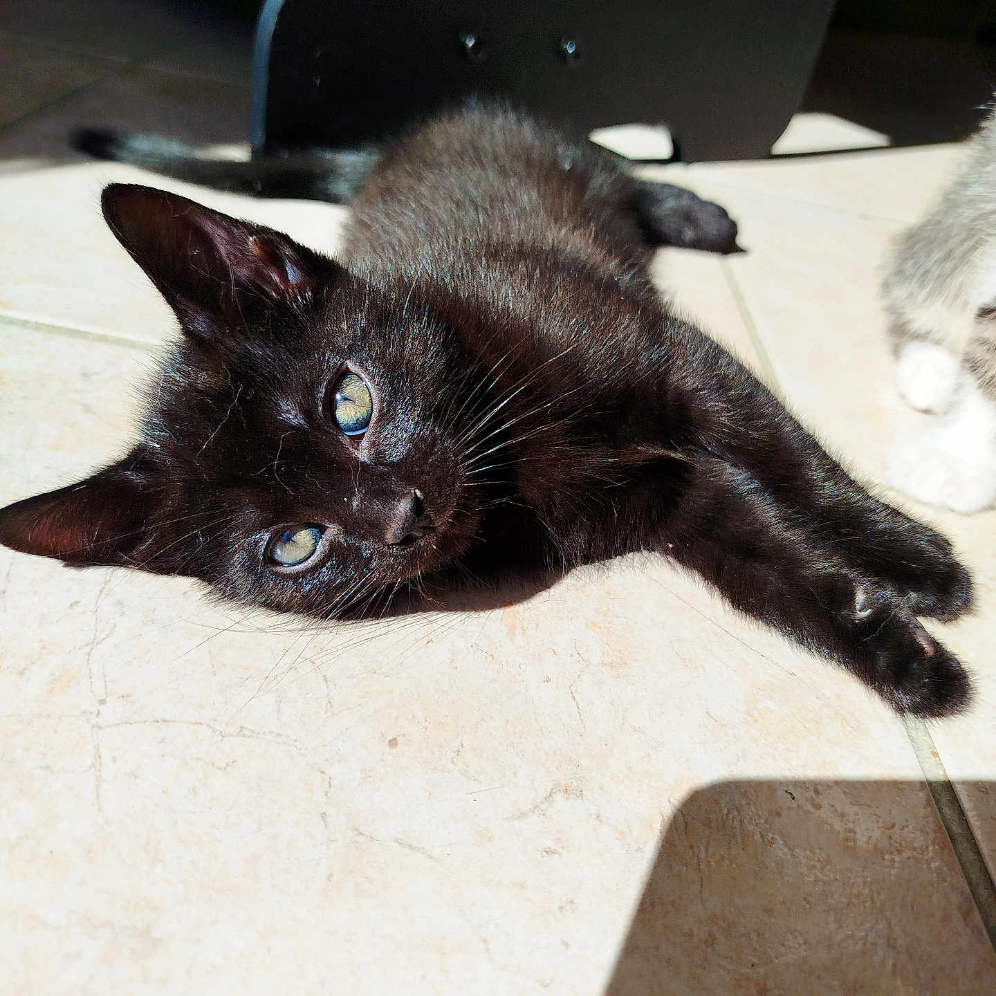 Gribouille a rejoint le concours — aidez-le/la à gagner de superbes lots ! abyssinian, animal, blackcat, cat, kitten, manx, pet, plywood, siamese, wood