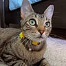 Khole is registered to the contest to win money with this photo: cat, tabby, pet, green_eyes, collar, bell, carpet, indoor, feline, whiskers, ears, bed, blanket, fur, paws, alert, curious, resting, animal, closeup