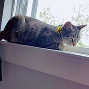 Khole joined the competition — help win amazing prizes! cat, tabby, sleeping, windowsill, sunlight, collar, flower, indoor, pet, resting, animal, feline, window, nature, peaceful, domestic, cute, relaxed, house, daytime