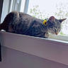 cat, tabby, sleeping, windowsill, sunlight, collar, flower, indoor, pet, resting, animal, feline, window, nature, peaceful, domestic, cute, relaxed, house, daytime