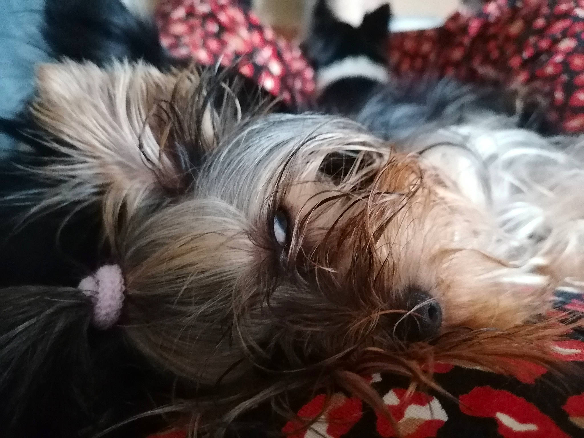 Pepite participe au concours pour gagner de l'argent avec cette photo : australian_silky_terrier, biewer_terrier, canidae, carnivore, companion_dog, dog, dog_breed, ear, mammal, morkie, puppy, rare_breed_dog, skye_terrier, small_terrier, snout, terrier, tibetan_terrier, toy_dog, vertebrate, yorkshire_terrier