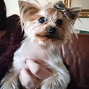Pepite participe au concours pour gagner de l'argent avec cette photo : animal, bow, brown, closeup, couch, cozy, cute, dog, fluffy, fur, furniture, hand, indoor, leather, mirror, person, pet, portrait, small_dog, white