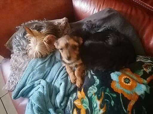 Tchoupi a rejoint le concours — aidez-le/la à gagner de superbes lots ! carnivore, comfort, companion_dog, couch, dog, dog_breed, dog_supply, fawn, felidae, fur, linens, liver, living_room, room, small_to_medium_sized_cats, tail, terrier, toy_dog, vertebrate, whiskers
