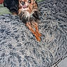 dog, small_dog, shaggy_rug, indoor, pet, animal, cute, fur, lying_down, floor_tiles, flash, toothy_grin, two_dogs, brown_dog, black_dog, carpet, cozy, home, playful, companion