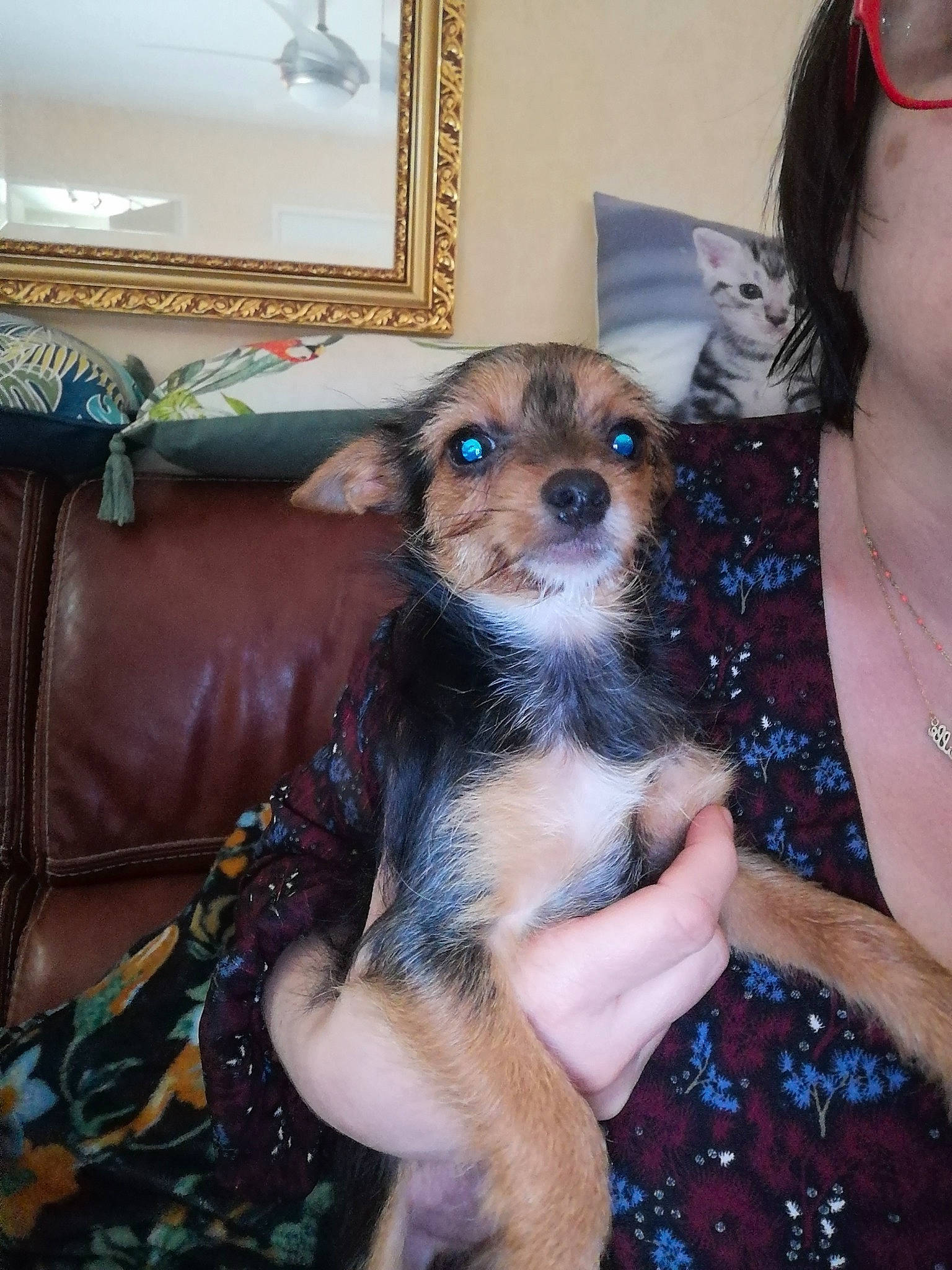 Tchoupi a rejoint le concours — aidez-le/la à gagner de superbes lots ! canidae, carnivore, comfort, companion_dog, couch, dog, dog_breed, eyewear, fawn, fur, nail, picture_frame, sporting_group, studio_couch, toy_dog, working_animal