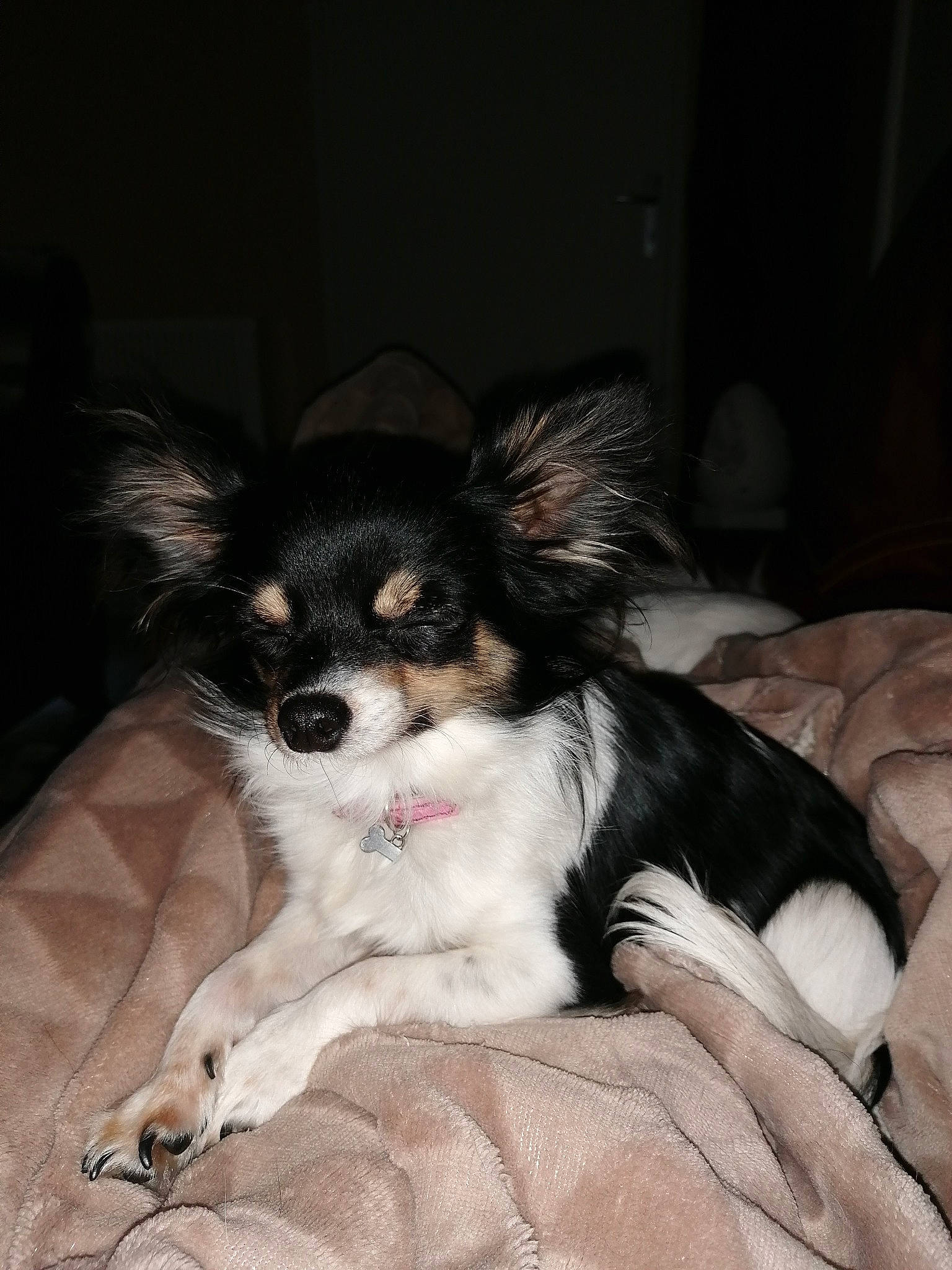 Chanel participe au concours pour gagner de l'argent avec cette photo : canidae, carnivore, companion_dog, dog, dog_breed, mammal, papillon, phalene, puppy, rare_breed_dog, snout, spaniel, sporting_group, toy_dog, vertebrate