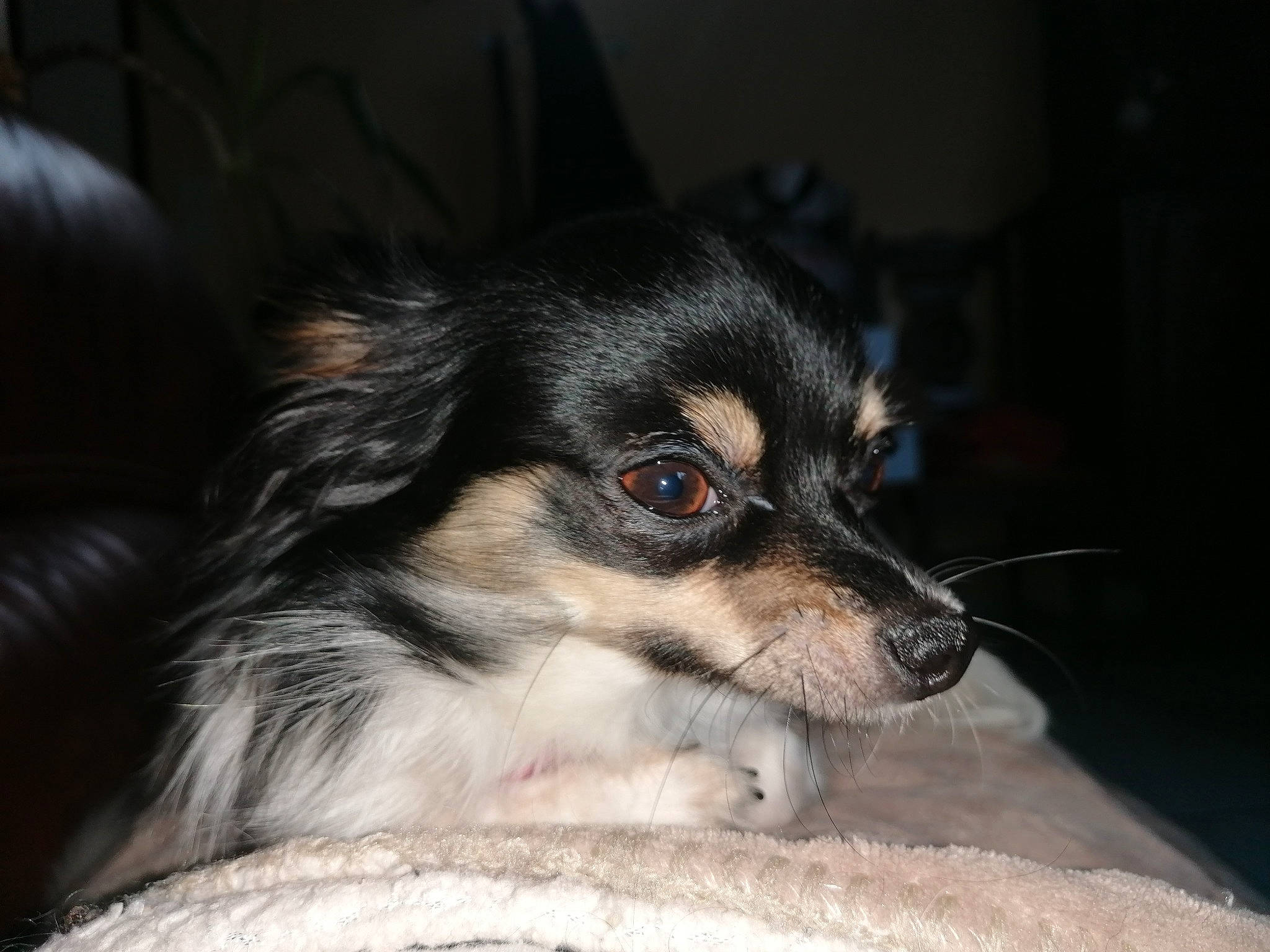 Chanel a rejoint le concours — aidez-le/la à gagner de superbes lots ! canidae, carnivore, chihuahua, companion_dog, dog, dog_breed, mammal, nose, puppy, rare_breed_dog, skin, snout, sporting_group, toy_dog, vertebrate, whiskers