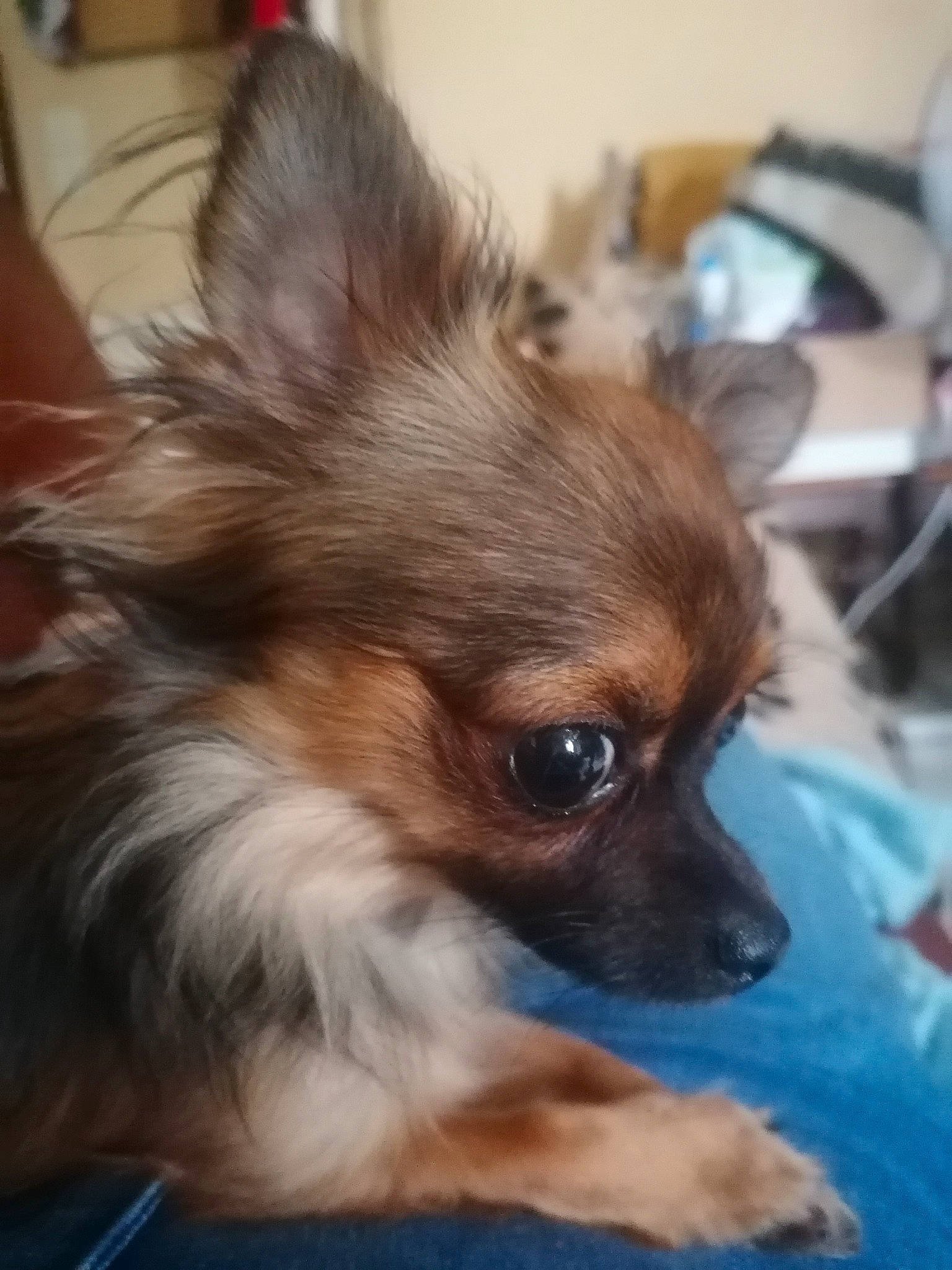 Romy participe au concours pour gagner de l'argent avec cette photo : canidae, carnivore, companion_dog, corgi_chihuahua, dog, dog_breed, dog_supply, ear, fawn, fur, iris, liver, papillon, puppy, snout, sporting_group, terrestrial_animal, toy_dog, whiskers, working_animal
