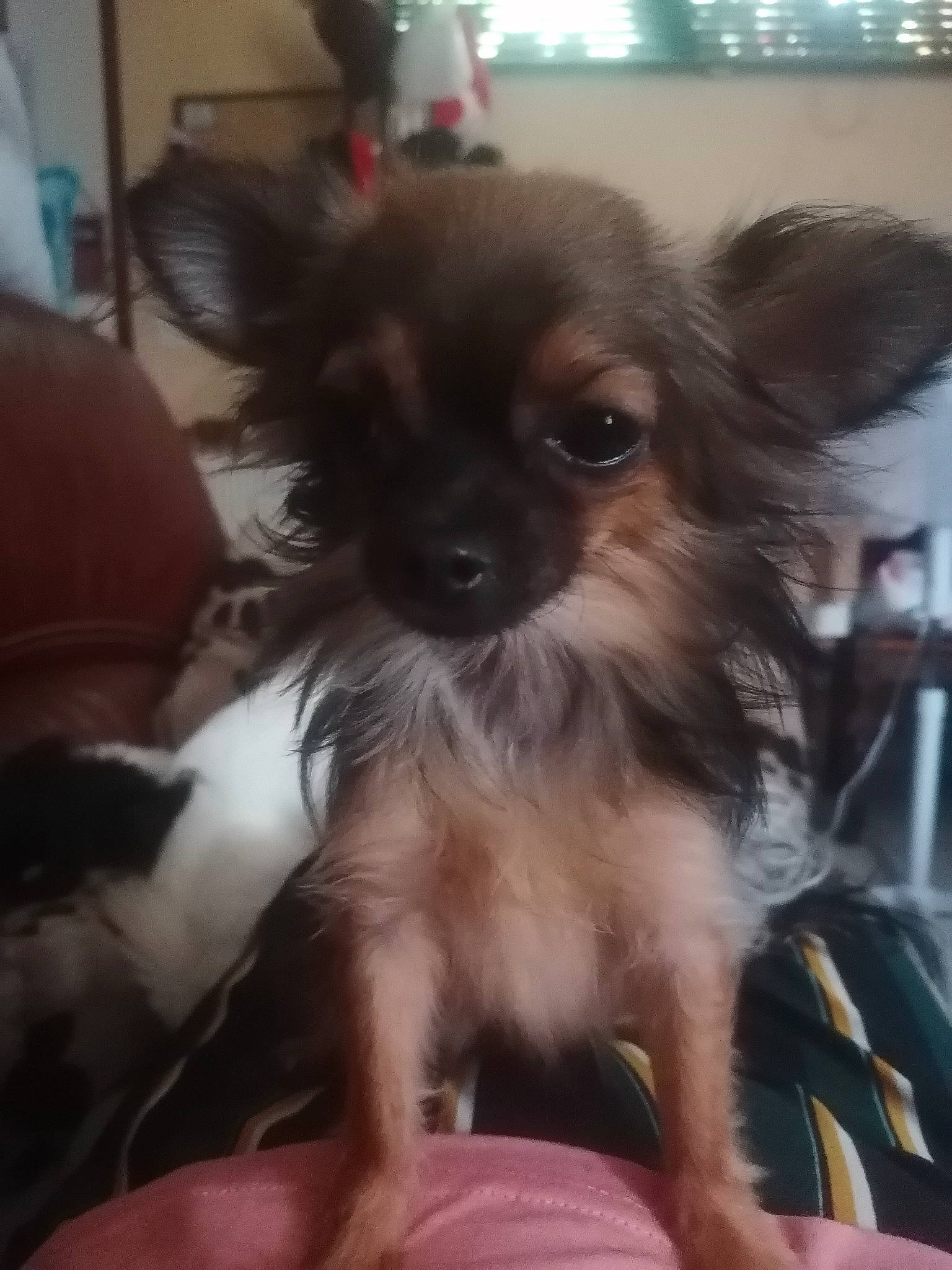 Romy a rejoint le concours — aidez-le/la à gagner de superbes lots ! canidae, carnivore, chihuahua, companion_dog, corgi_chihuahua, dog, dog_breed, dog_supply, fawn, fur, liver, papillon, russkiy_toy, small_terrier, snout, sporting_group, terrestrial_animal, toy_dog, whiskers, working_animal
