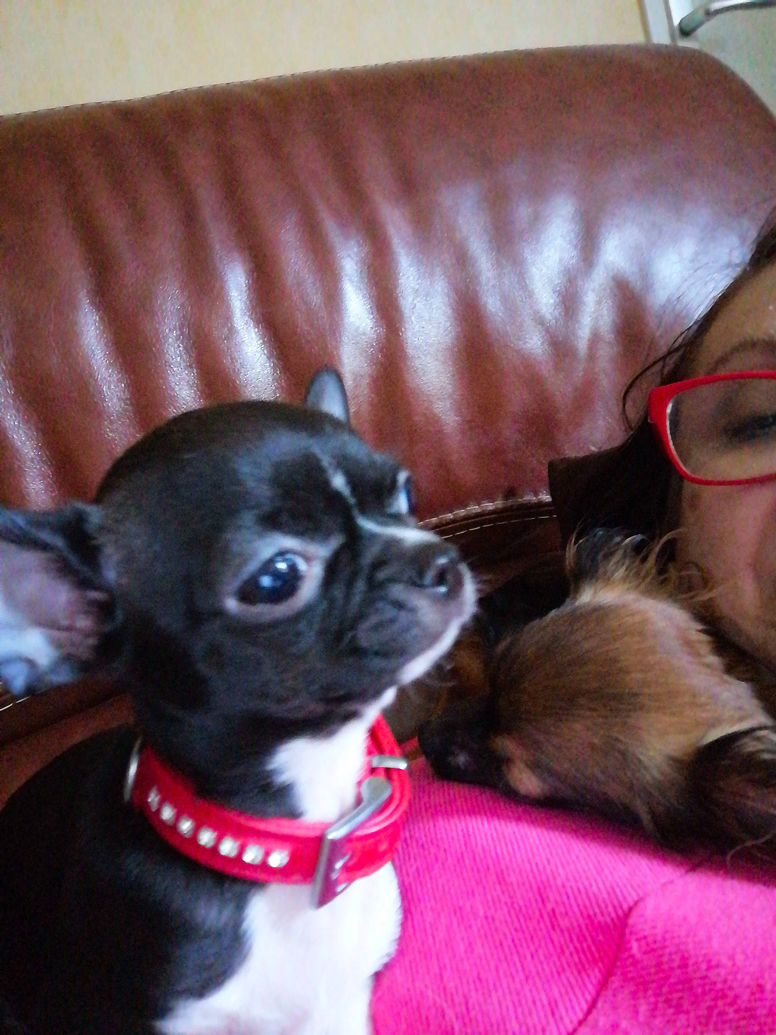 Rose participe au concours pour gagner de l'argent avec cette photo : boston_terrier, canidae, carmine, carnivore, collar, comfort, companion_dog, dog, dog_breed, dog_collar, ear, fawn, french_bulldog, fur, mammal, snout, sporting_group, toy_dog, whiskers, working_animal