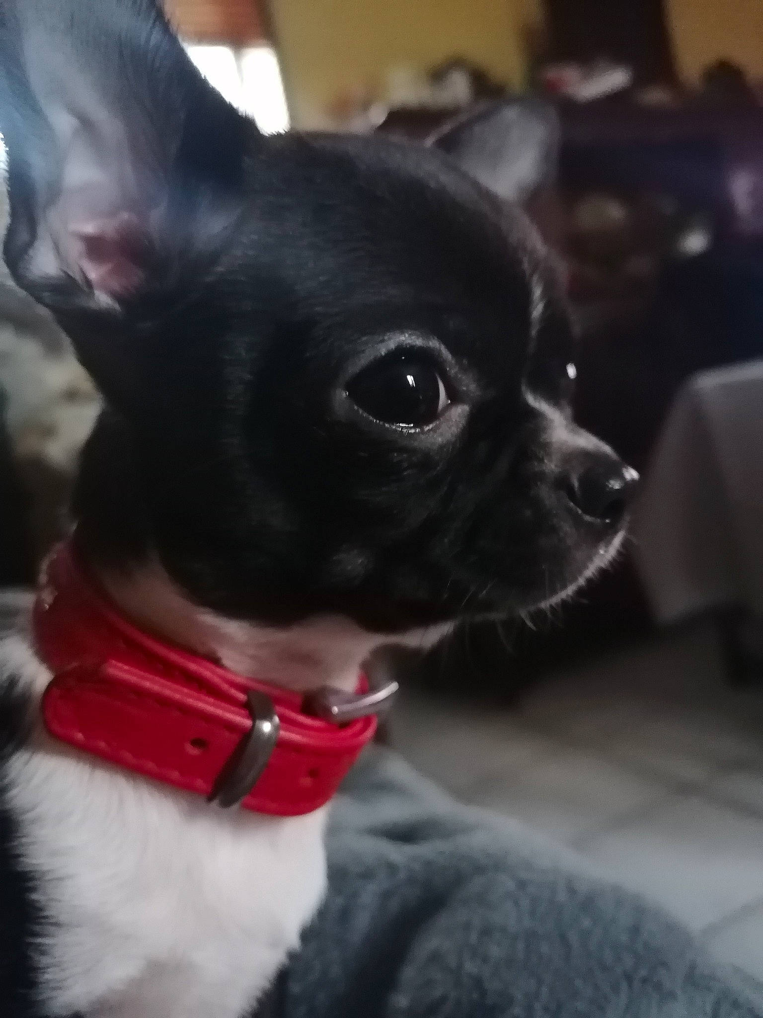 Rose a rejoint le concours — aidez-le/la à gagner de superbes lots ! canidae, carnivore, chihuahua, collar, companion_dog, dog, dog_breed, dog_collar, dog_supply, ear, fashion_accessory, fawn, fur, grey, pet_supply, snout, sporting_group, toy_dog, whiskers, working_animal