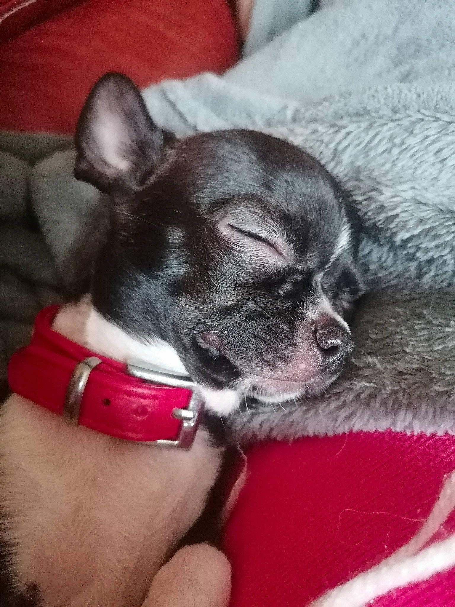 Rose a rejoint le concours — aidez-le/la à gagner de superbes lots ! boston_terrier, canidae, carnivore, chihuahua, collar, comfort, companion_dog, dog, dog_breed, dog_collar, ear, fawn, grey, nail, snout, sporting_group, toy_dog, vertebrate, whiskers, working_animal