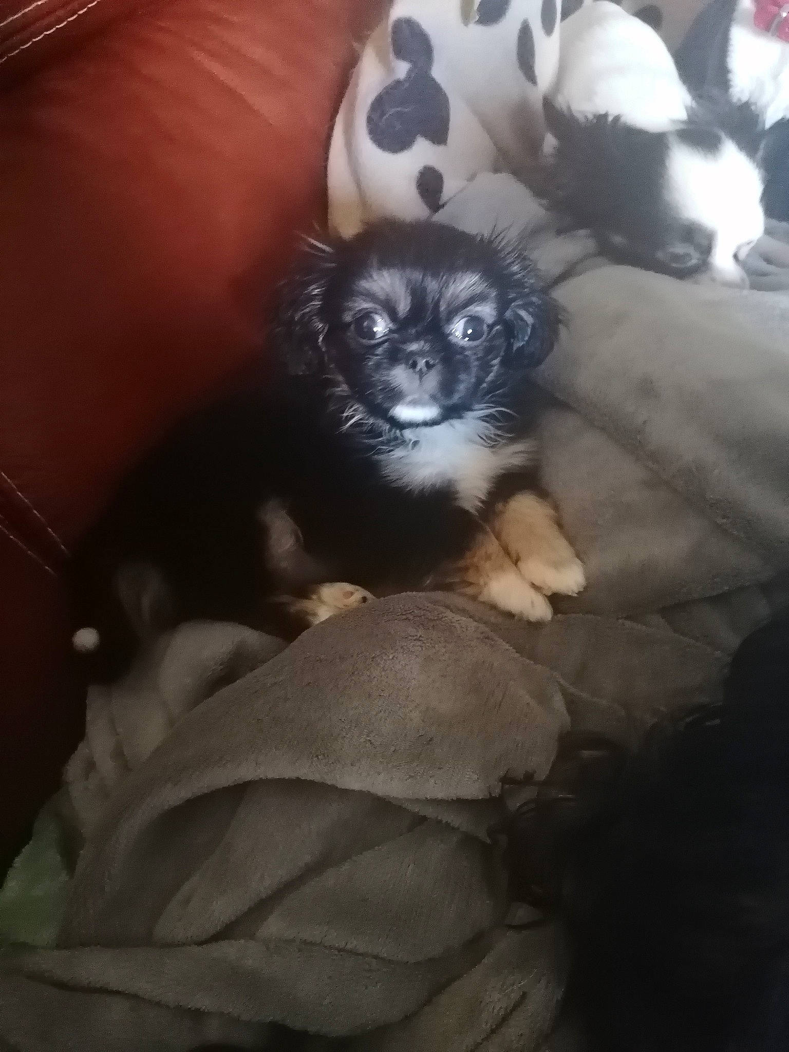 Scarlett a rejoint le concours — aidez-le/la à gagner de superbes lots ! canidae, carnivore, chihuahua, comfort, companion_dog, couch, dog, dog_breed, dog_supply, fawn, felidae, fur, non_sporting_group, paw, snout, sporting_group, tail, toy_dog, whiskers, working_animal