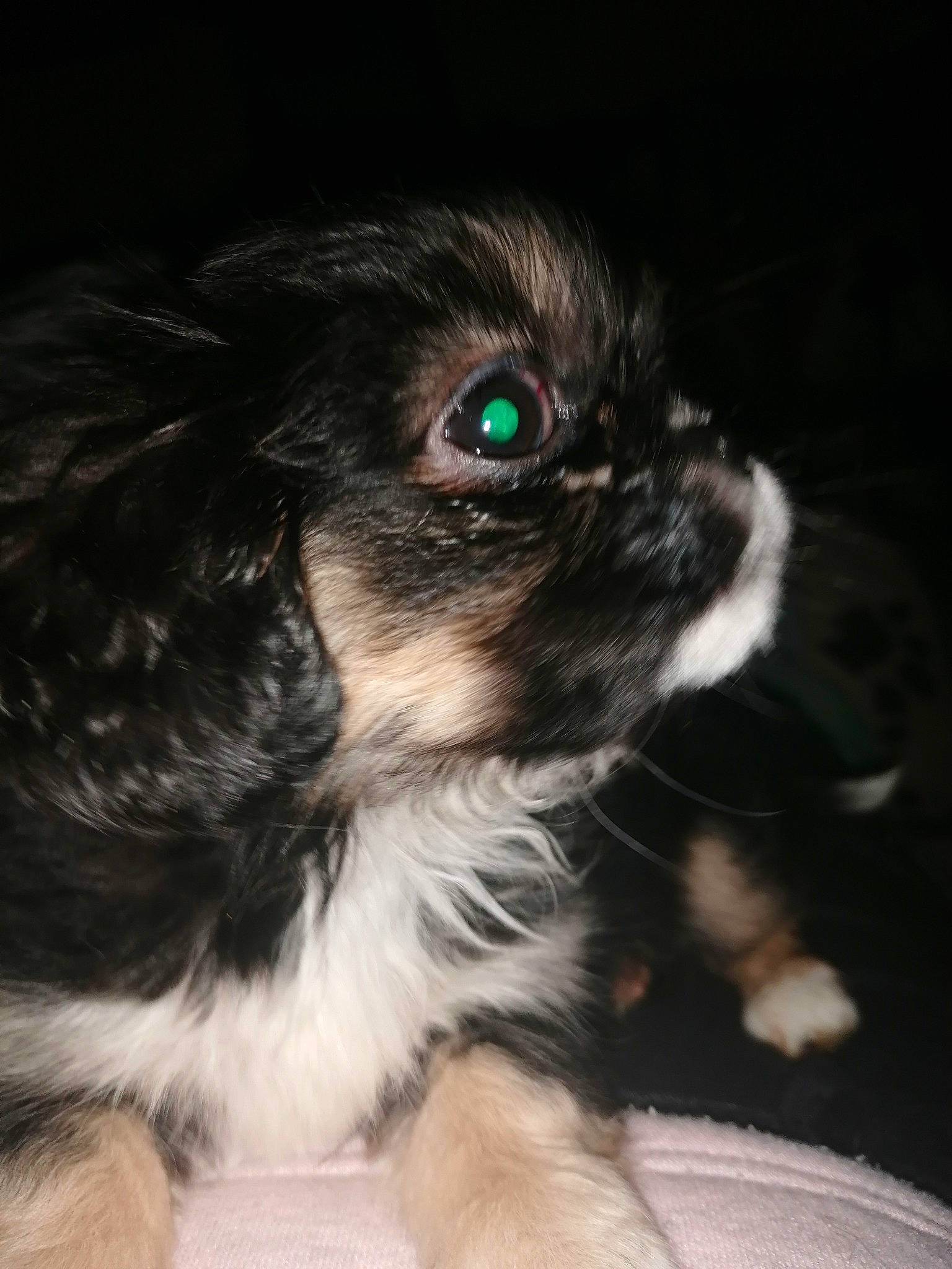 Scarlett a rejoint le concours — aidez-le/la à gagner de superbes lots ! canidae, carnivore, companion_dog, darkness, dog, dog_breed, fur, japanese_chin, liver, maltepoo, non_sporting_group, pekapoo, puppy, snout, sporting_group, terrestrial_animal, terrier, toy_dog, whiskers, working_animal