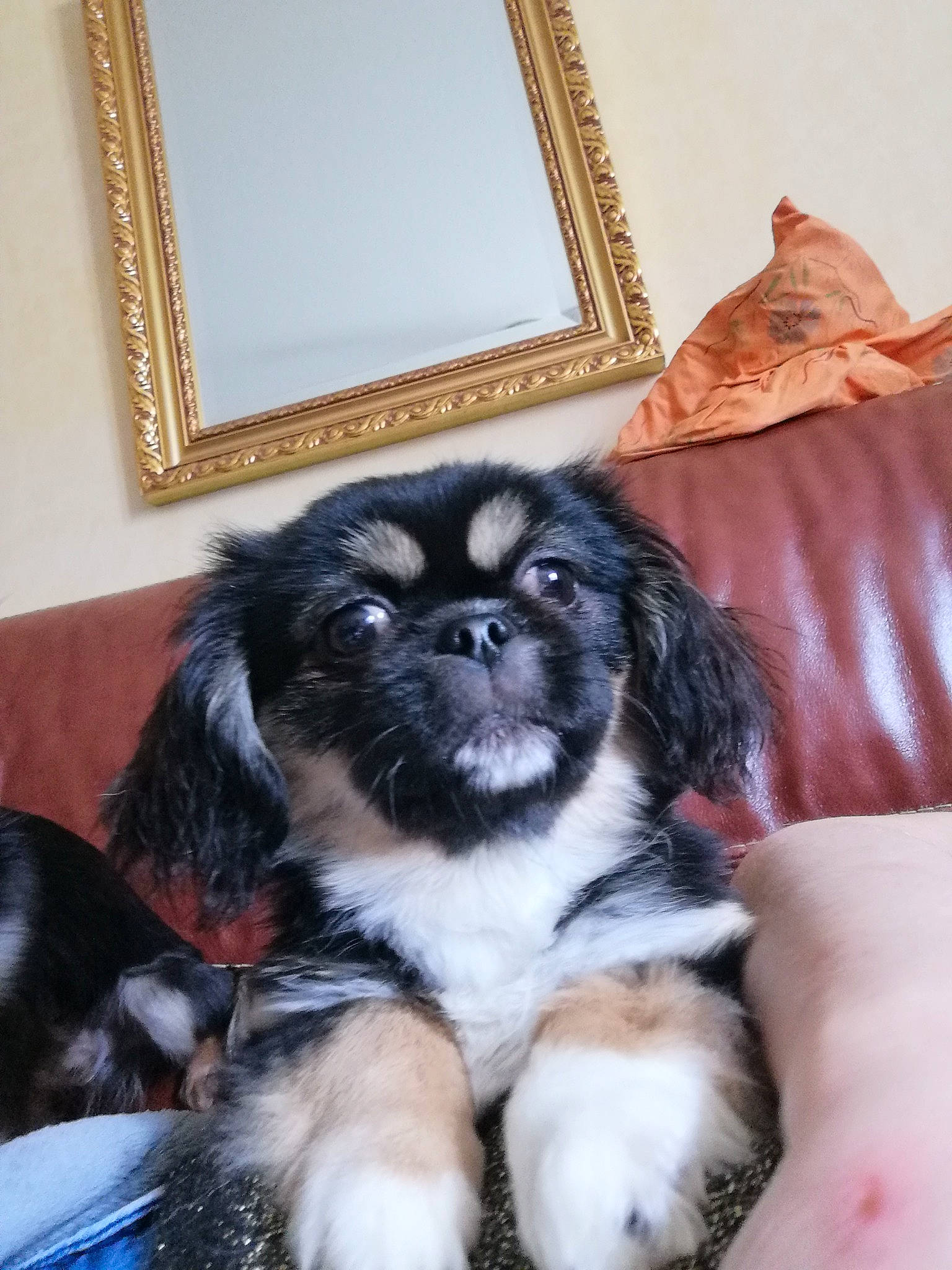 Scarlett a rejoint le concours — aidez-le/la à gagner de superbes lots ! canidae, carnivore, chair, comfort, companion_dog, couch, dog, dog_breed, dog_supply, fawn, fur, furniture, iris, picture_frame, sitting, snout, sporting_group, sports_equipment, toy_dog, working_animal