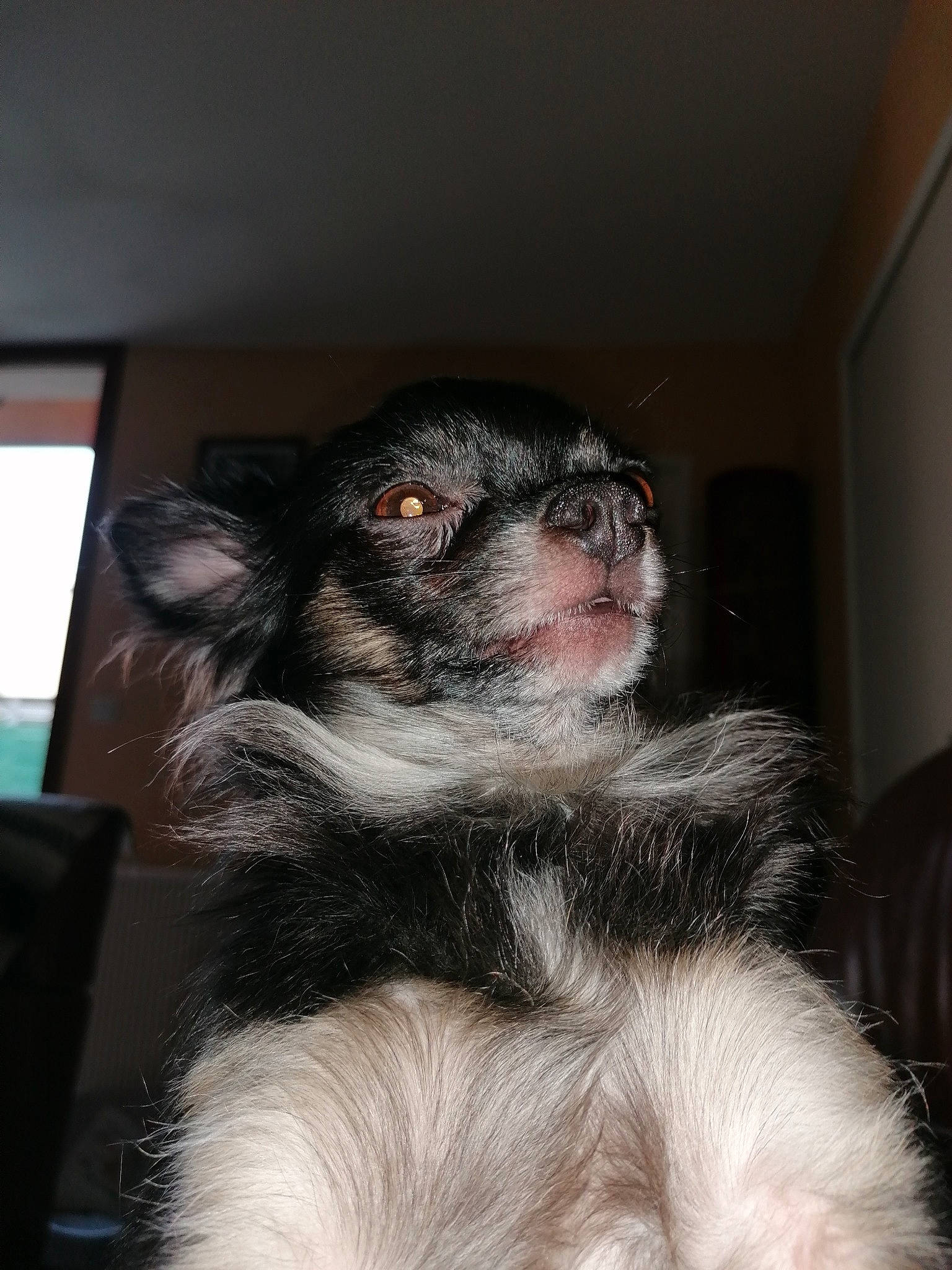Moka participe au concours pour gagner de l'argent avec cette photo : canidae, carnivore, companion_dog, dog, dog_breed, ear, fur, mammal, puppy, snout, sporting_group, vertebrate
