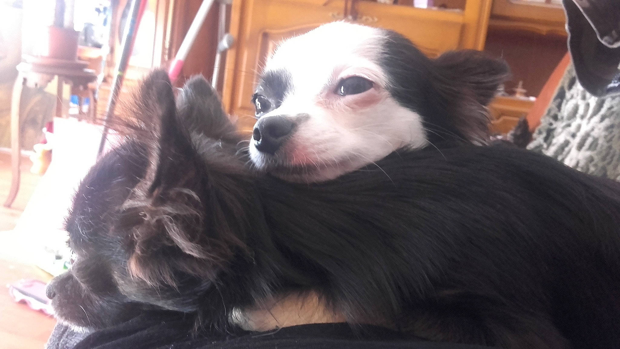 Moka a rejoint le concours — aidez-le/la à gagner de superbes lots ! border_collie, canidae, carnivore, companion_dog, dog, dog_breed, mammal, phalene, puppy, vertebrate, whiskers