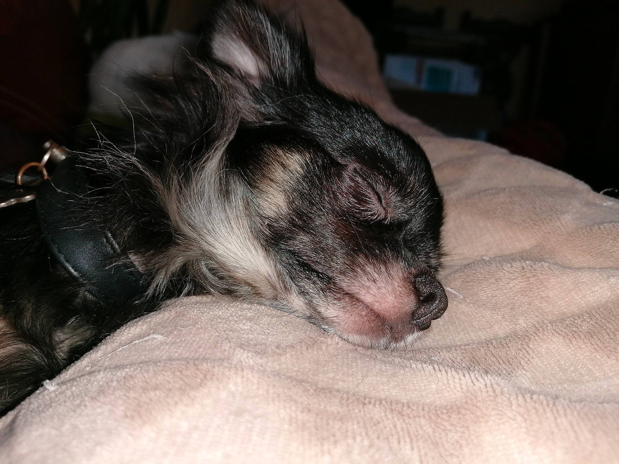 Moka participe au concours pour gagner de l'argent avec cette photo : canidae, carnivore, companion_dog, dog, dog_breed, ear, fur, miniature_schnauzer, nap, puppy, puppy_love, snout, whiskers
